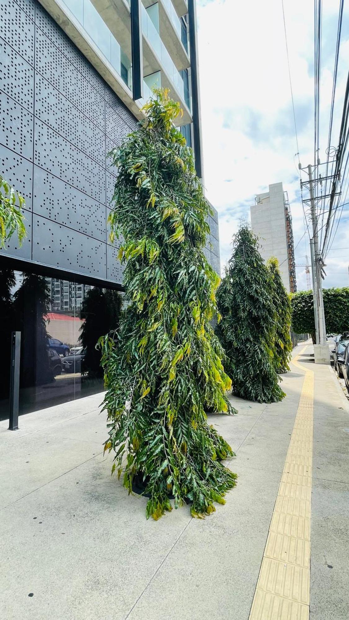 Cozy Apartment With Terrace, Sj Cosmopolitan Tower #402 San Jose (San Jose) Exterior foto